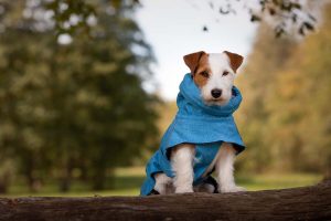 All You Have To Learn About The Waterproof Dog Jacket